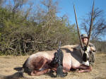 gemsbok safari pic