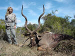 kudu in south africa