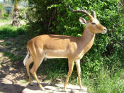 full impala mount