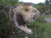 lion mount