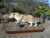 lioness mount