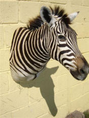 mounted zebra