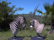 zebra gemsbock mount