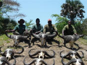 image of animal skulls