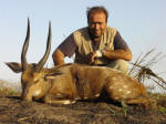 bushbuck image