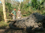 elephant photo