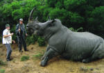 rhino picture