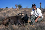 black wildebeest picture