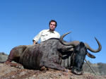 black wildebeest south africa