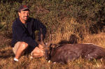 bushbuck image