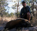 bushpig photo