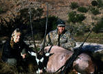 gemsbok image