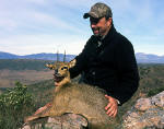 klipspringer photo