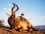 red hartbeest pic