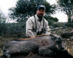 hunting warthog