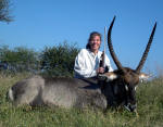 waterbuck photo