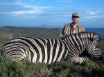 zebra south africa